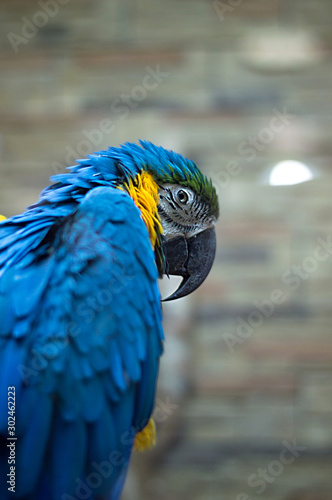 blue and yellow macaw © Юлия Вершинина