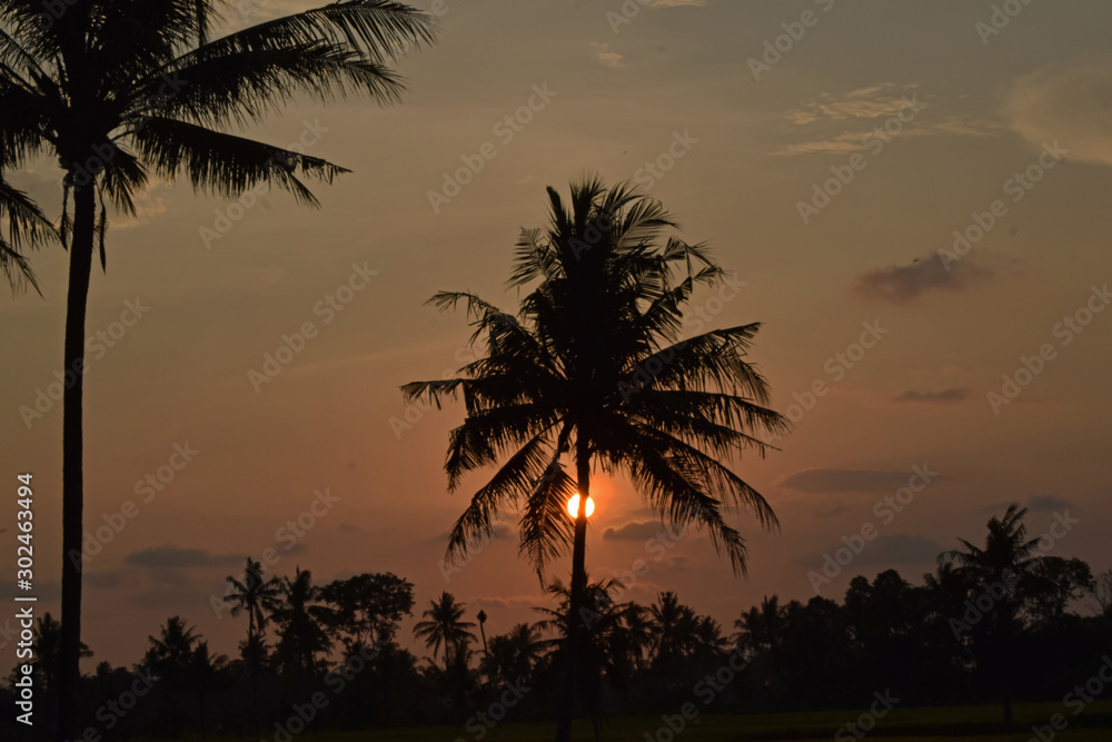 Naklejka premium coconut tree
