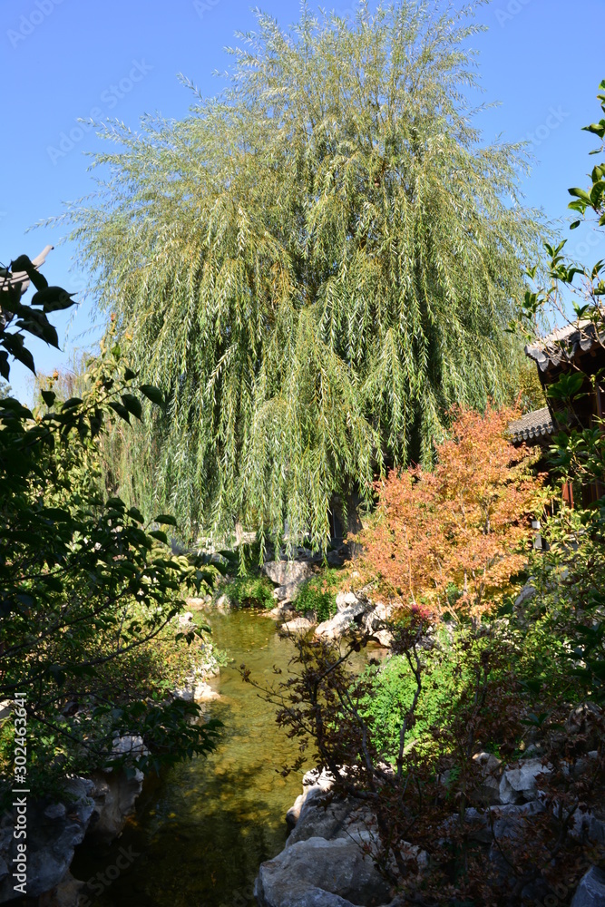 Pond at a Japanese garden in California
