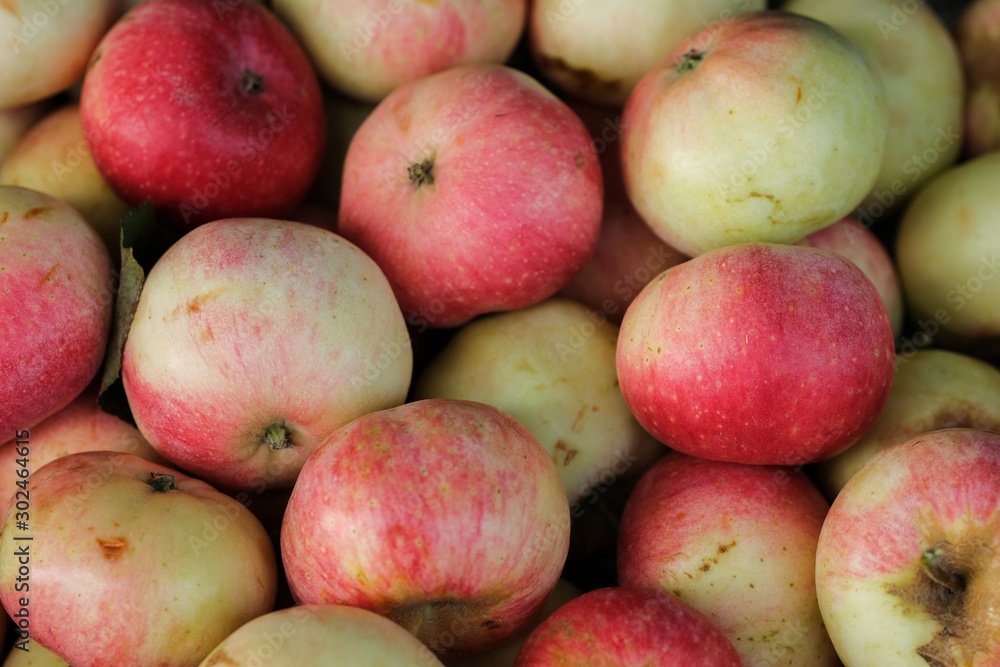 beautiful garden apples. Background. Natural Organic Fruits beautiful garden apples. Background. Natural Organic Fruits