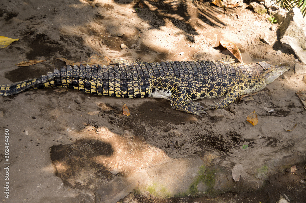 young crocodile keeping in shallow water young crocodile keeping in shallow water