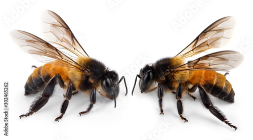 Bee isolated on white background © evegenesis