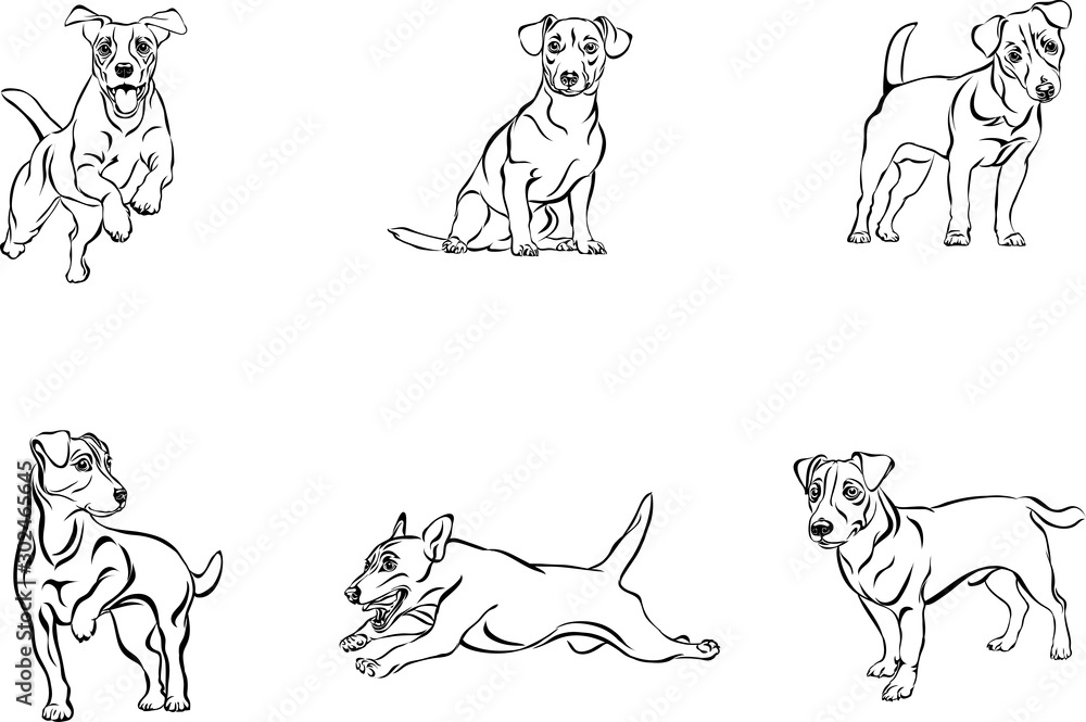 Jack Russell Terrier, dog, vector, black, silhouette, line, figure