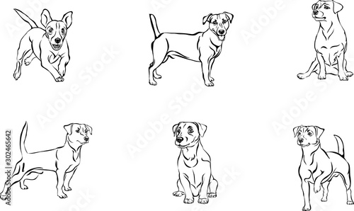 Fotografija Jack Russell Terrier, dog, vector, black, silhouette, line, figure