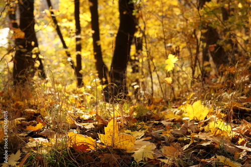 Yellowed foliage on autumn trees on a sunny clear day. Change of seasons. Calm time to summarize efforts and harvest. Solemn mood. Wilting nature. An abundance of warm colors. Fiery colors
