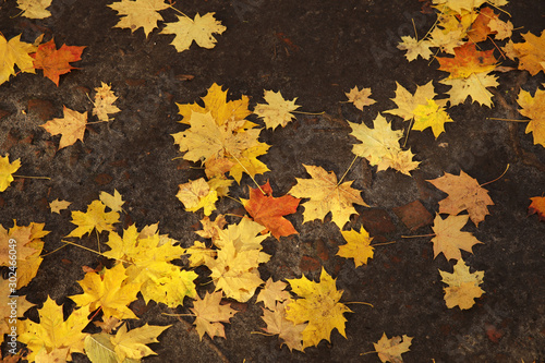 Fallen yellow leaves lie on the ground on a sunny, clear day. Change of seasons. Calm time to summarize efforts and harvest. Solemn mood. Wilting nature. An abundance of warm colors. Fiery colors