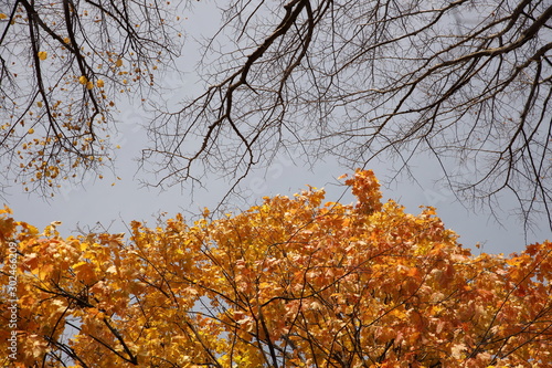 Yellowed foliage on autumn trees on a sunny clear day. Change of seasons. Calm time to summarize efforts and harvest. Solemn mood. Wilting nature. An abundance of warm colors. Fiery colors