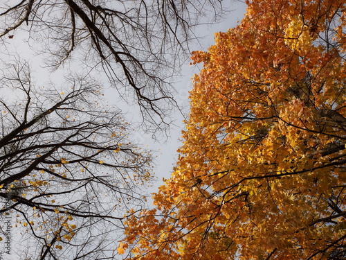 Yellowed foliage on autumn trees on a sunny clear day. Change of seasons. Calm time to summarize efforts and harvest. Solemn mood. Wilting nature. An abundance of warm colors. Fiery colors