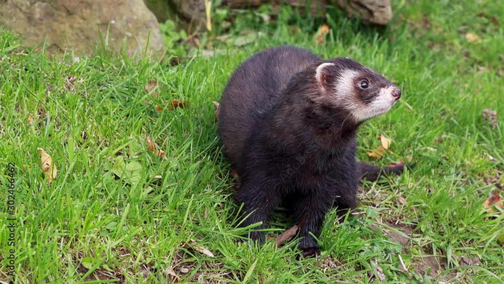 Polecat, Mustela putorius, close up while sniffing and looking around with log, grass and moss background during autumn/winter in November. Polecat, Mustela putorius, close up while sniffing and looking around with log, grass and moss background during autumn/winter in November.