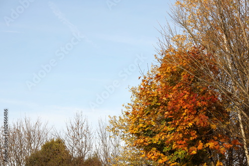 Yellowed foliage on autumn trees on a sunny clear day. Change of seasons. Calm time to summarize efforts and harvest. Solemn mood. Wilting nature. An abundance of warm colors. Fiery colors