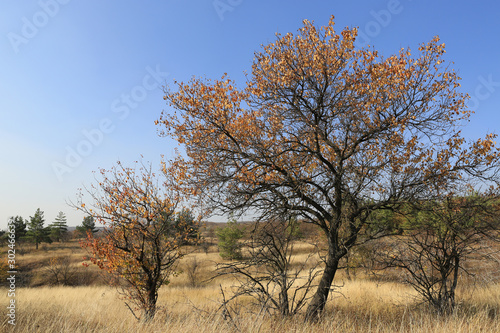 Autumn trees with dry leafage on meadow