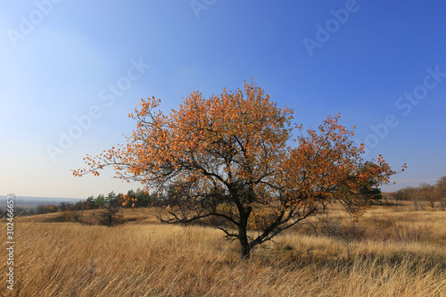 alone tree on autumn meadow