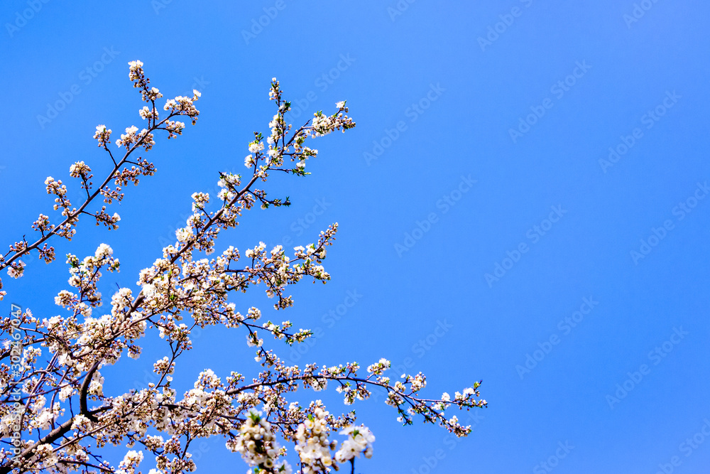 Cherry branch with abundant color on a background of blue sky. Spring background. Copy space_ Cherry branch with abundant color on a background of blue sky. Spring background. Copy space_