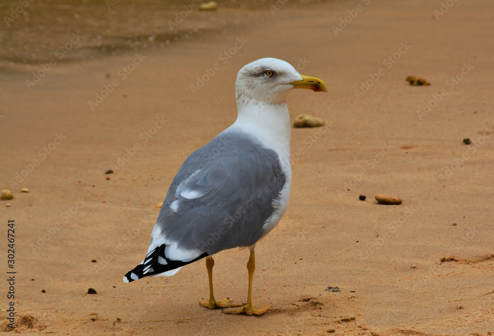 Fototapeta premium a seagull on the sand