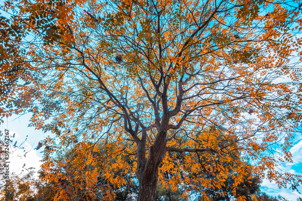 autumnal tree of places square in zaragoza spain autumnal tree of places square in zaragoza spain