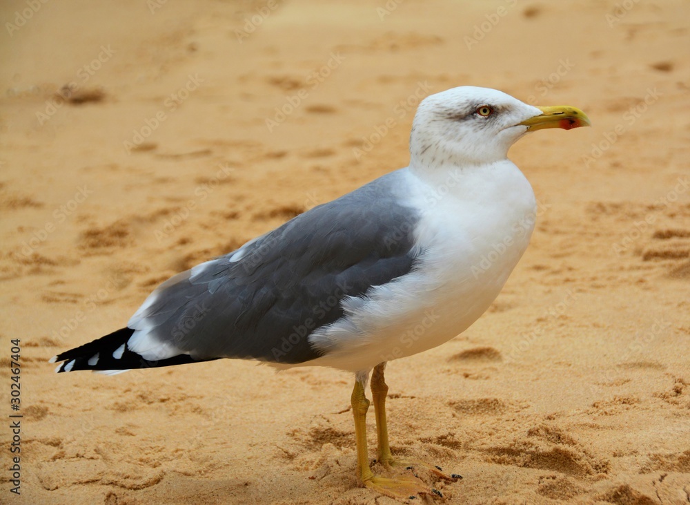 Fototapeta premium a seagull on the sand
