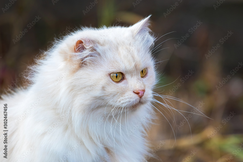 White cat on dark background, portrait of cat close up_