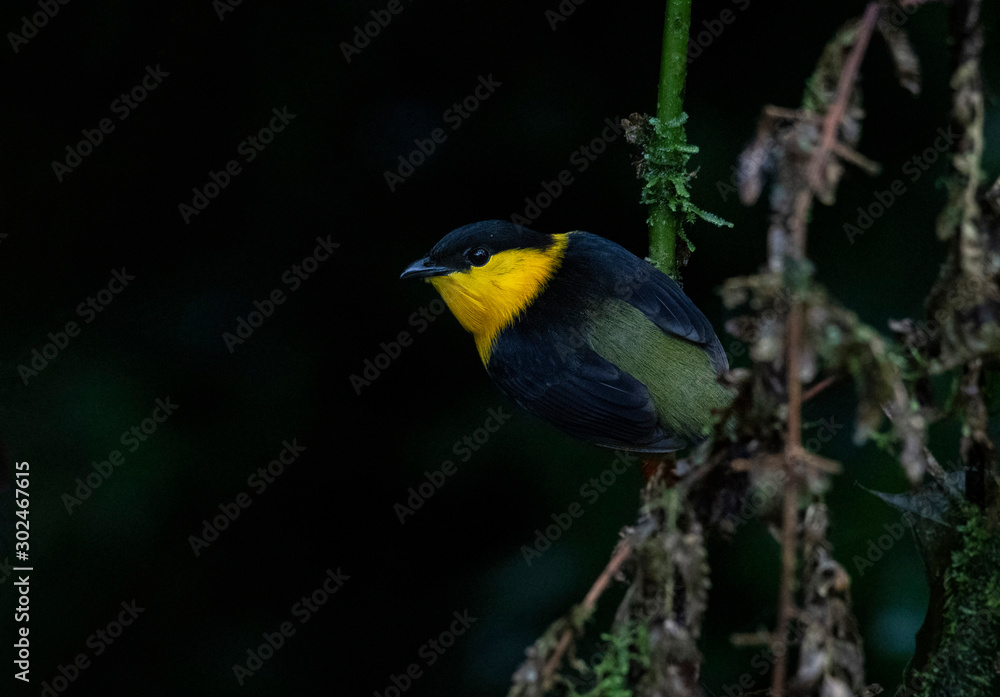 Orange-collared Manakin (Manacus aurantiacus) Orange-collared Manakin (Manacus aurantiacus)
