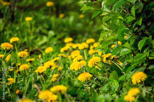 Yellow dandelions in the meadow among the greens_