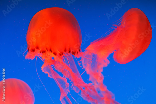 Black Sea Nettle. Chrysaora achlyos photo