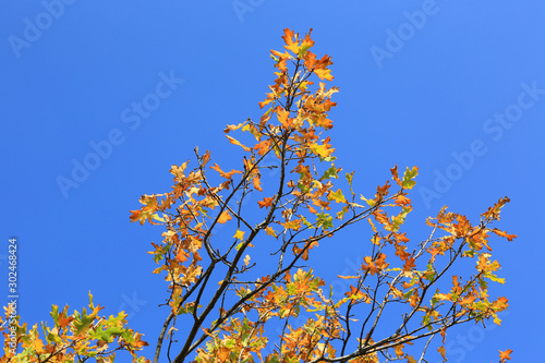 bright autumn brunch on blue sky background
