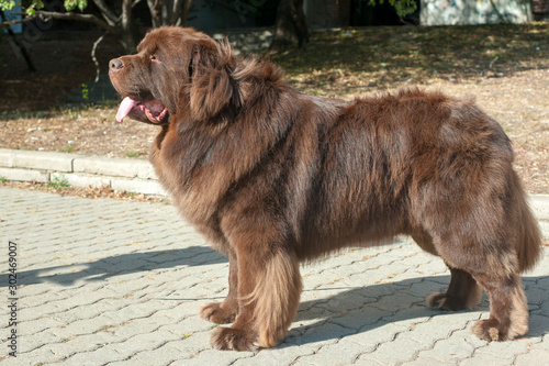 Newfoundland dog