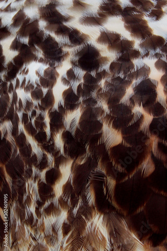 Blurry image of falcon feathers. Abstract texture background. Wildlife, birds concept.
