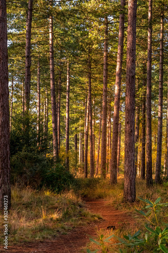 Woodland walk