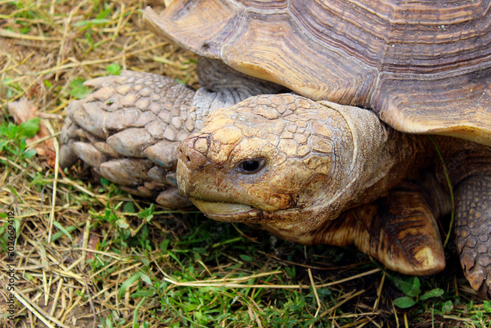 Cropped shot of a giant turtle outdoors. Animals, wildlife, nature background. Cropped shot of a giant turtle outdoors. Animals, wildlife, nature background.