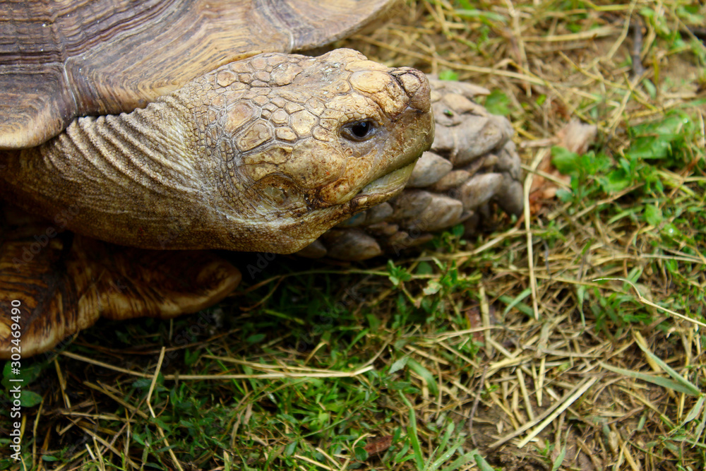 Cropped shot of a giant turtle outdoors. Animals, wildlife, nature background. Cropped shot of a giant turtle outdoors. Animals, wildlife, nature background.
