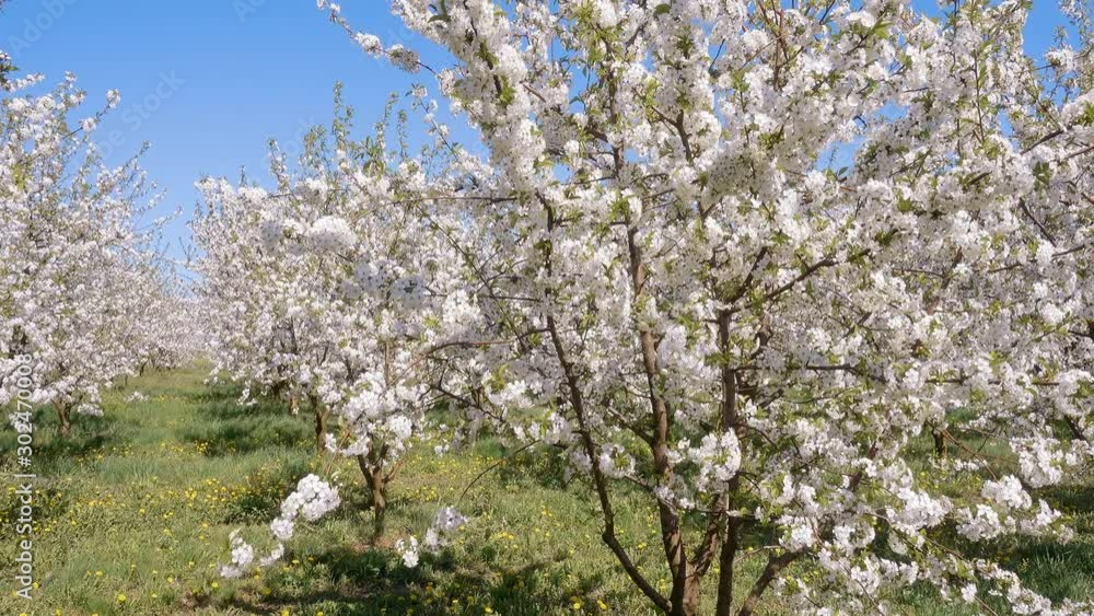 Attractive ornamental garden with blooming cherry trees on a sunny day. Attractive ornamental garden with blooming cherry trees on a sunny day.