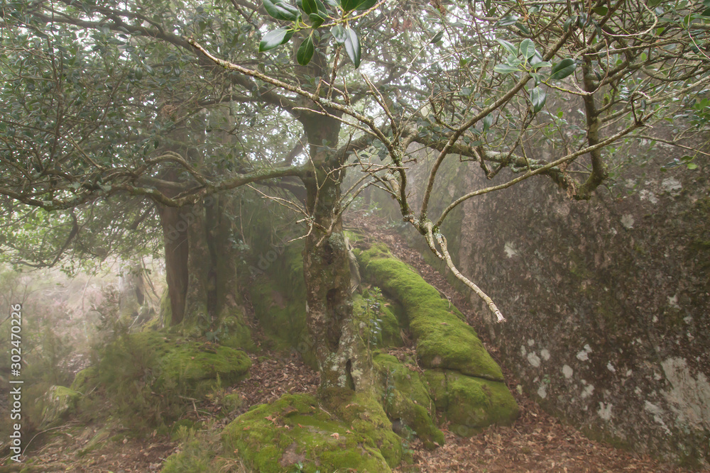 Obraz premium Holly trees in haunted forest
