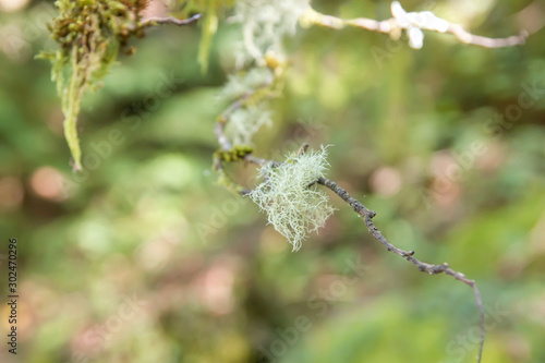 Evernia divaricata lichen growing on a tree branch photo