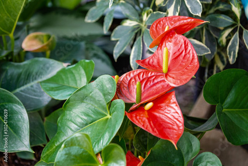 Beautiful red anthurium flowers outdoors houseplant leaves photo