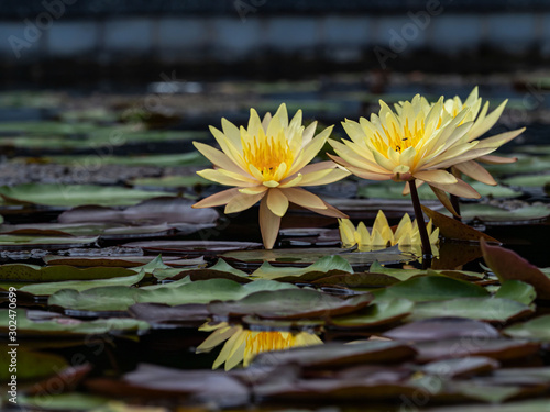 Beautiful water lilly blooming on blurred background pond