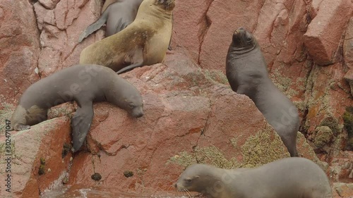 Seals Resting on Rocks, Ballestas Islands, Paracas National Reserve, Peru photo