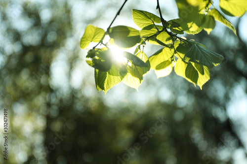 Fotografia Tree branches with green leaves on sunny day