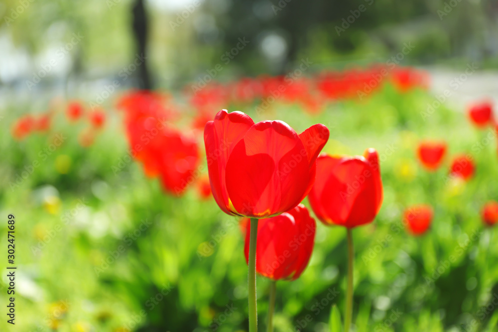 Fototapeta premium Blossoming tulips outdoors on sunny spring day