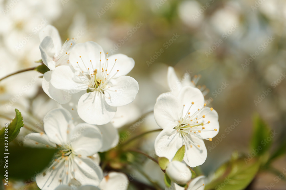 Blossoming cherry tree, closeup