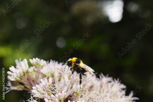 Fluffy bumblebee collects nectar on a pink flower.