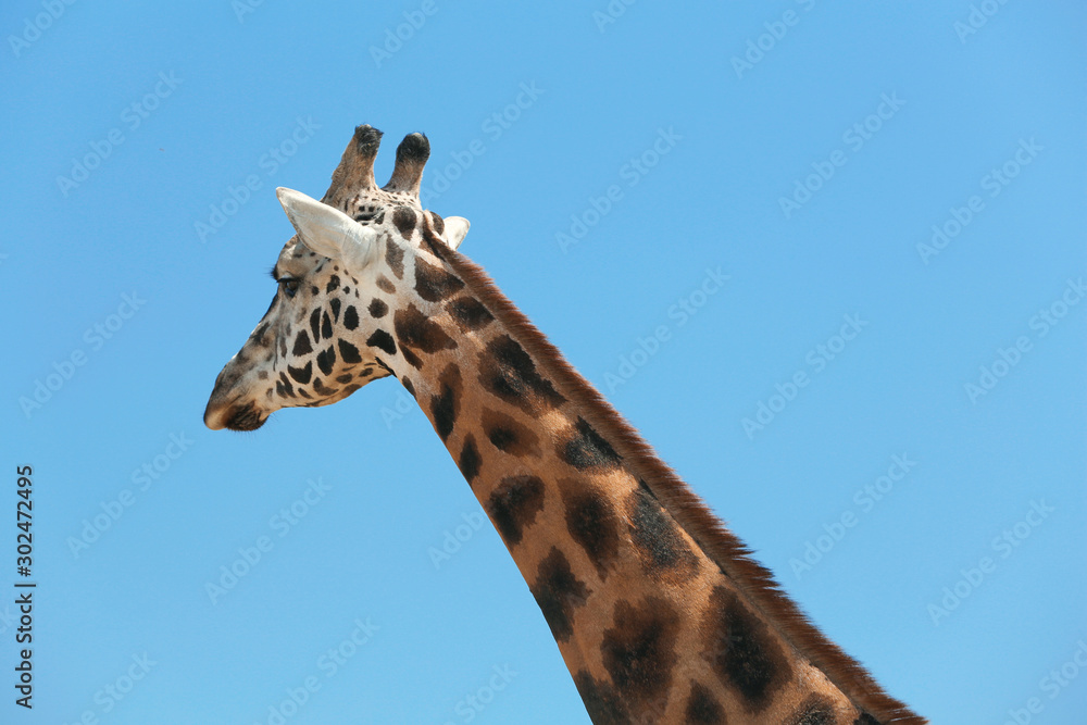 Closeup view of Rothschild giraffe against blue sky Closeup view of Rothschild giraffe against blue sky
