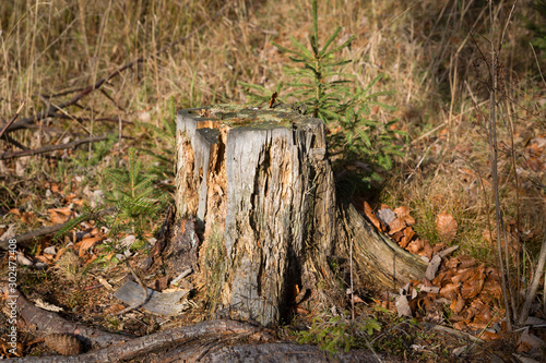 old wooden stump