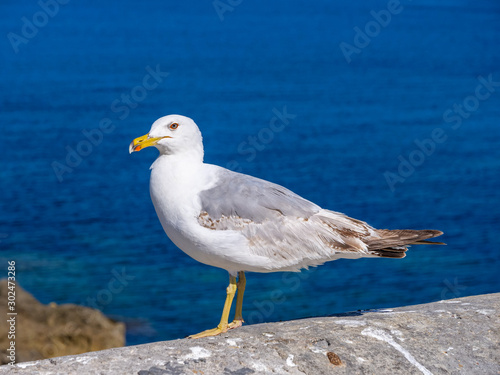Seagull sitting on a quay wall by the sea before a blue sky backgrounds