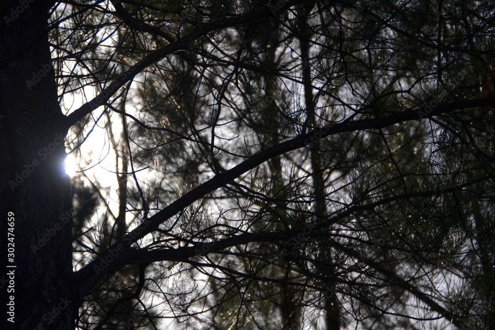 Nature Nature