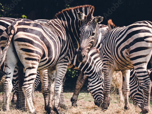 zebra eat the grass with crowd