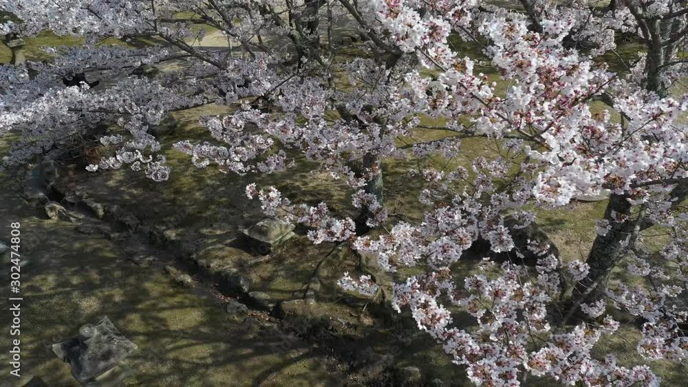 桜をドローン空撮 桜をドローン空撮