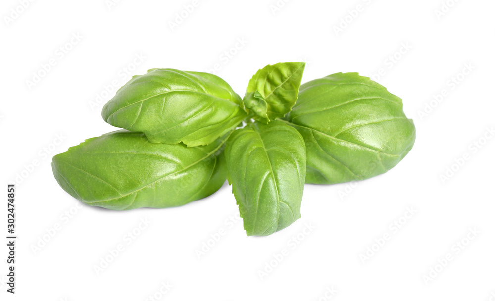 Fresh green basil leaves isolated on white Fresh green basil leaves isolated on white