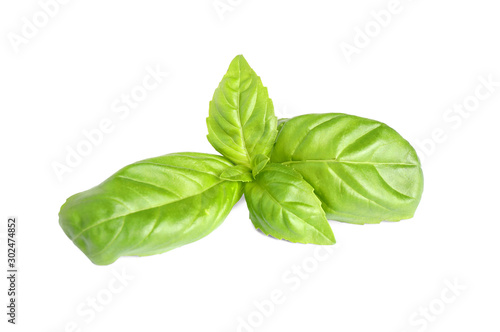 Fresh green basil leaves isolated on white