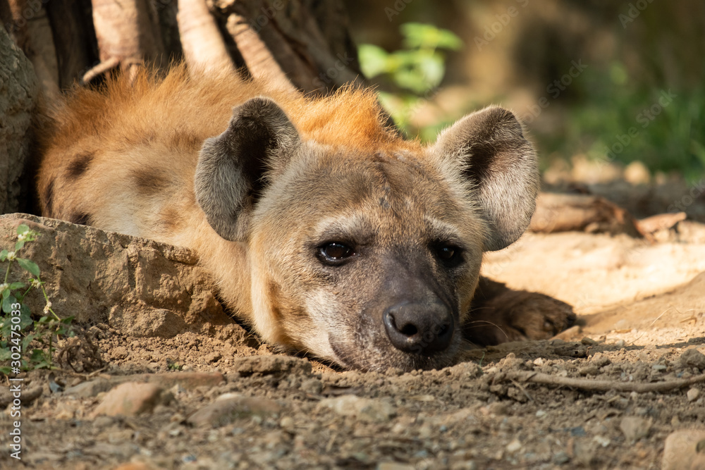 hyena hyena