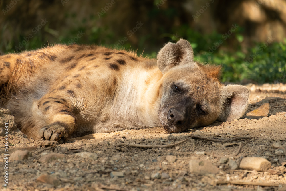 hyena